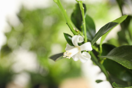 Branch of citrus tree with flower on blurred background. Space for textの写真素材
