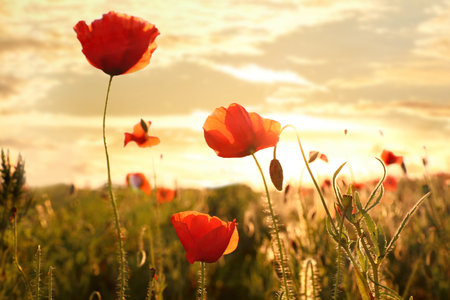 Beautiful blooming red poppy flowers in field at sunsetの写真素材
