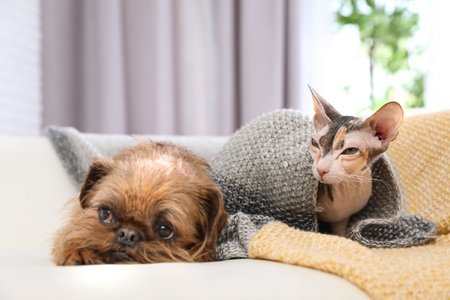 Adorable dog and cat together on sofa at home. friends foreverの写真素材