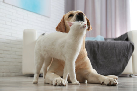 Adorable dog and cat together on floor indoors. friends foreverの写真素材