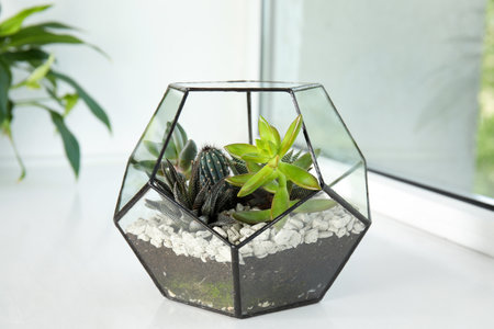 Glass florarium with different succulents on windowsillの写真素材