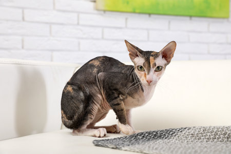 Adorable Sphynx cat looking into camera at home. Cute friendly pet