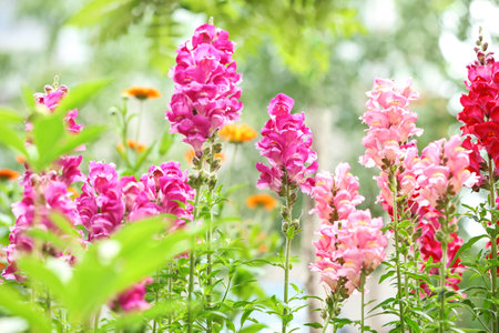 Beautiful spring flowers in garden on sunny dayの写真素材