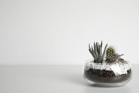Glass florarium with different succulents on white backgroundの写真素材