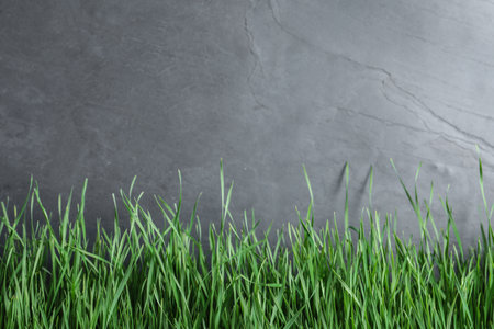 Fresh green grass near gray fence. Space for textの写真素材