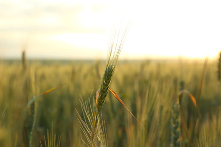 Wheat field at sunset, closeup. Amazing nature in summerの写真素材