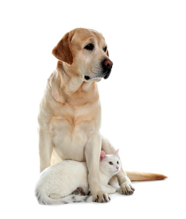 Adorable dog and cat together on white background. friends foreverの写真素材