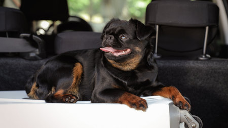 Cute Petit Brabancon dog lying on suitcase in car trunkの写真素材
