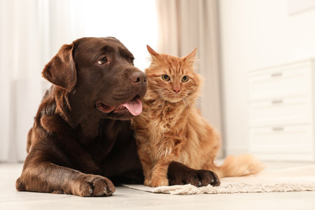 Cat and dog together on floor indoors. fluffy friendsの写真素材
