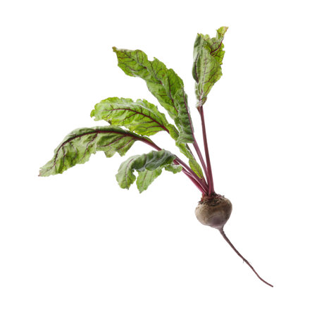 Fresh beet with leaves on white backgroundの写真素材