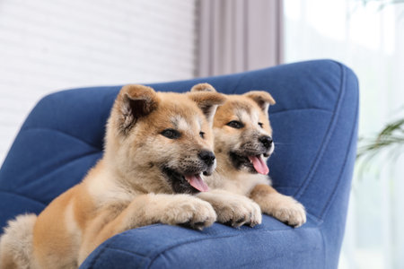 Adorable Akita Inu puppies in armchair at homeの写真素材