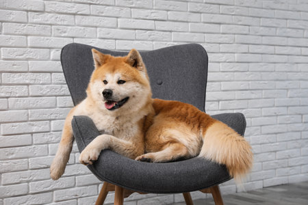 Cute Akita Inu dog on sofa in living roomの写真素材