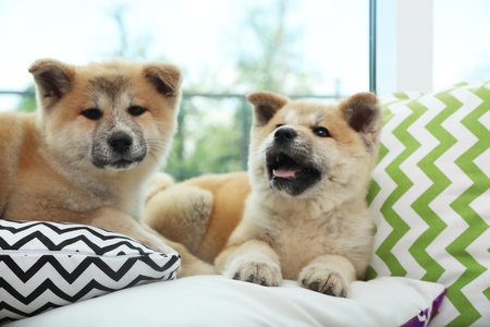 Adorable Akita Inu puppies on pillows at homeの写真素材