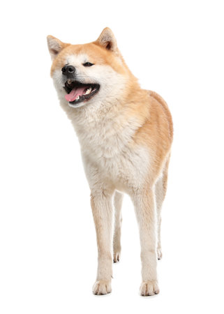 Cute Akita Inu dog isolated on whiteの写真素材