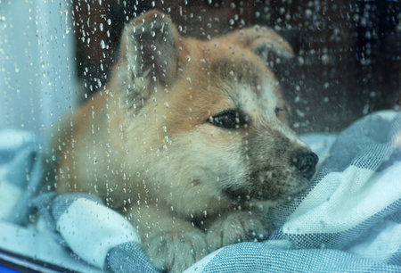 Cute little Akita Inu puppy waiting for owner at home on rainy day, view through wet windowの写真素材