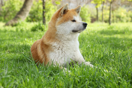 Cute Akita Inu dog on green grass outdoorsの写真素材