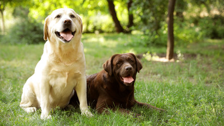 Cute Labrador Retriever dogs on green grass in summer park. Space for textの写真素材
