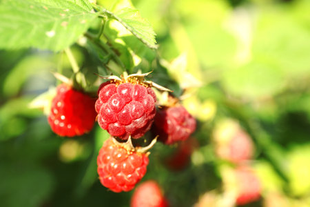 Fresh delicious ripe raspberries on bush, closeup view. Space for text