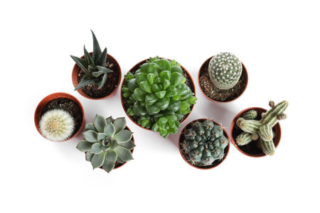 Different succulent plants in pots isolated on white, top view. home decorの写真素材