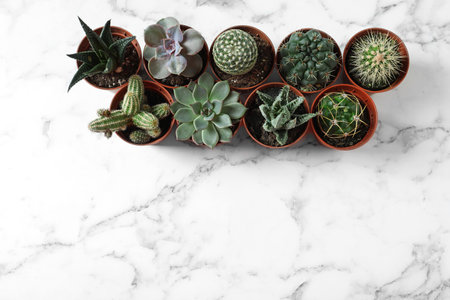 Flat lay composition with different succulent plants in pots on marble table, space for text. home decorの写真素材