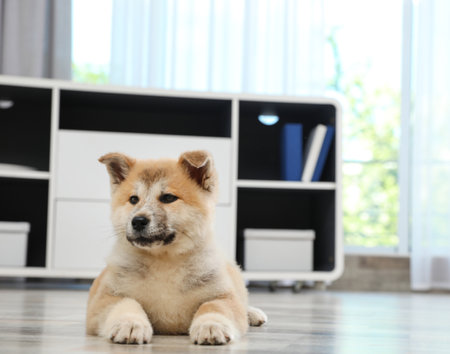 Adorable Akita Inu puppy on floor at home, space for textの写真素材