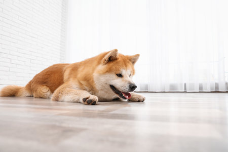 Cute Akita Inu dog on floor near window indoorsの写真素材