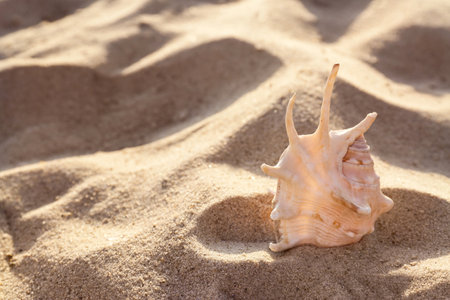 Sandy beach with beautiful seashell on sunny summer day. Space for textの写真素材