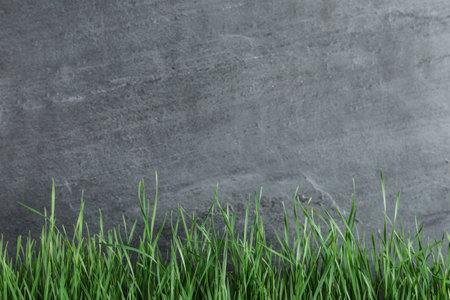 Fresh green grass near gray fence. Space for textの写真素材