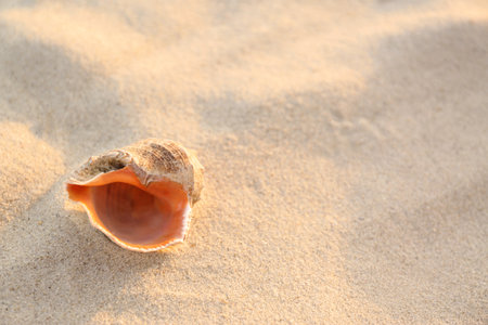Sandy beach with beautiful seashell on summer day. Space for textの写真素材