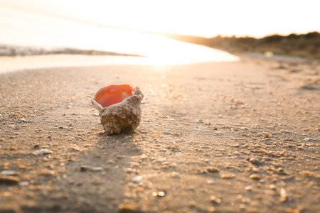 Sunlit sandy beach with beautiful seashell on summer day. Space for textの写真素材