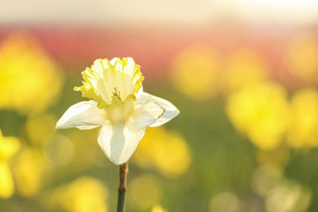 Fresh beautiful narcissus flower in field on sunny day, selective focus with space for text