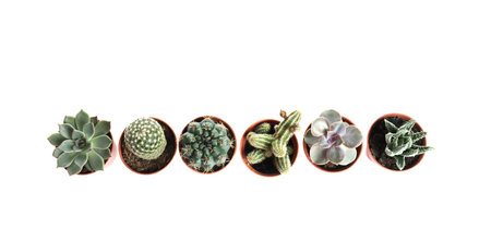 Different succulent plants in pots isolated on white, top view. home decorの写真素材