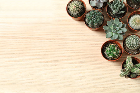 Flat lay composition with different succulent plants in pots on wooden table, space for text. home decorの写真素材