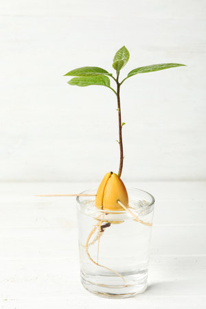 Glass with sprouted avocado on white tableの写真素材