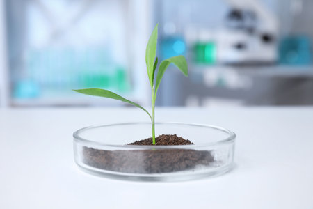 Green plant in Petri dish on table in laboratory. Biological chemistryの写真素材