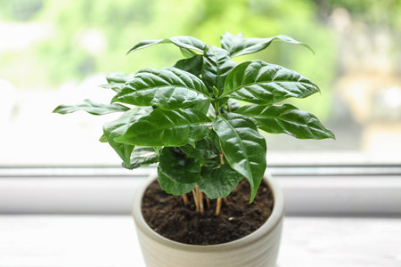 Fresh coffee plant with green leaves in pot on windowsillの写真素材