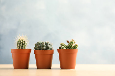 Beautiful succulent plants in pots on table against blue background, space for text. home decorの写真素材
