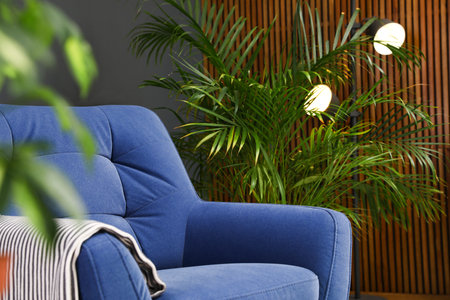 Indoor palm tree near armchair in room interior. trendy plants for homeの写真素材
