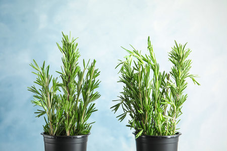 Pots with aromatic rosemary on light blue backgroundの写真素材