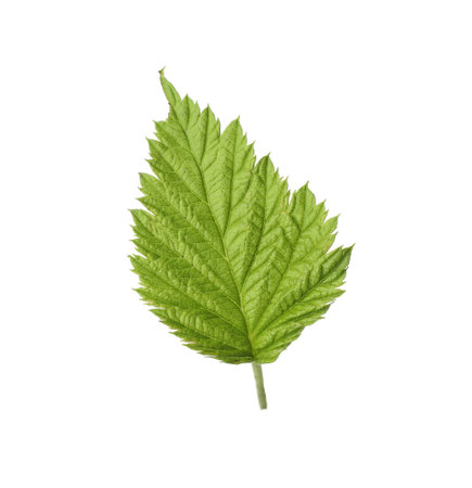 Fresh green raspberry leaf on white background