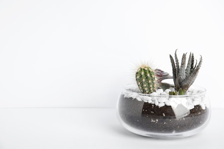 Glass florarium with different succulents on white backgroundの写真素材