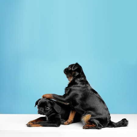 Adorable black Petit Brabancon dogs on white table against light blue backgroundの写真素材