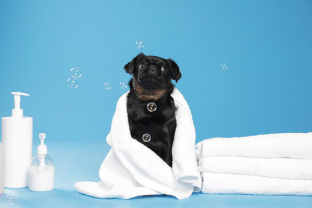 Cute black Petit Brabancon dog with towel, bath accessories and bubbles on light blue backgroundの写真素材
