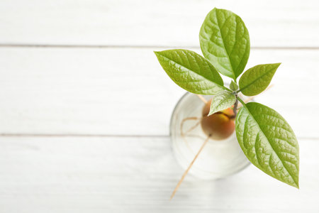 Glass with sprouted avocado on white wooden table, above view. Space for text