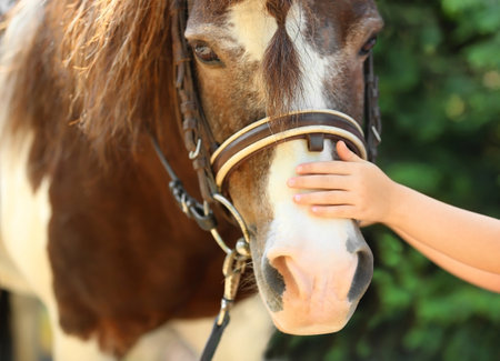 Little girl stroking her pony in green park, closeupの写真素材