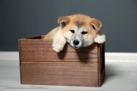 Adorable Akita Inu puppy in wooden crate near black wallの写真素材