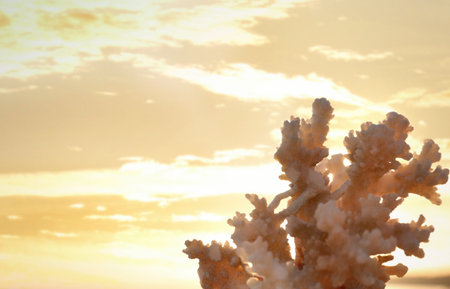 Beautiful coral against the sky at the beach. Space for textの写真素材