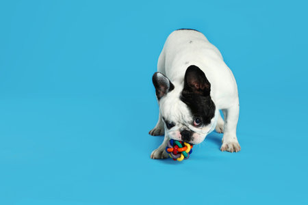 French bulldog playing with toy on blue background. Space for textの写真素材