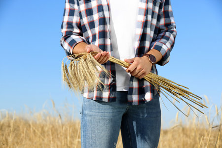 Farmer with wheat spikelets in field, closeup. Cereal grain cropの写真素材