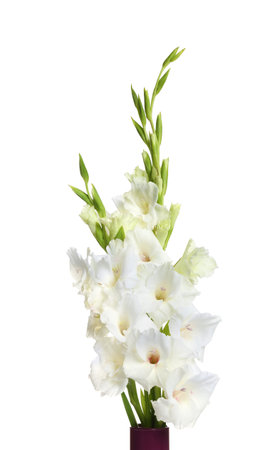 Vase with beautiful gladiolus flowers on white backgroundの写真素材